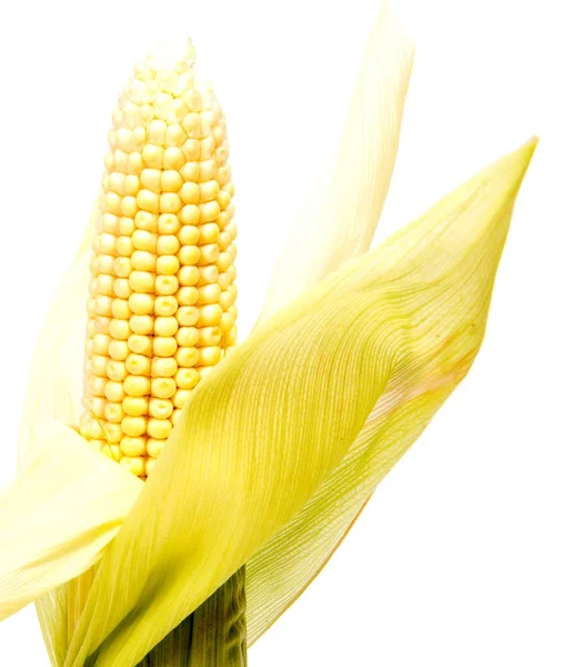 Elszigetelt Kukorica Két Fül Kukorica Hámozott Levelekkel Elszigetelt Fehér Background — Stock Fotó