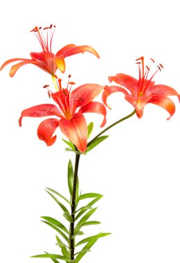 Arka plan üzerinde izole güzel papatya çiçekler 