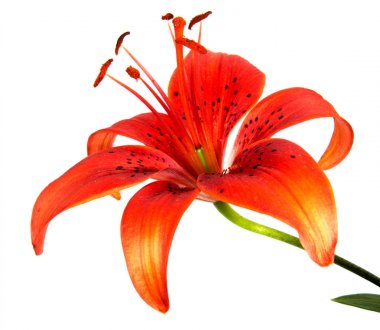 Arka plan üzerinde izole güzel papatya çiçekler 