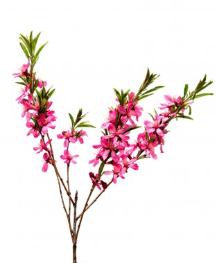 Beyaz arka plan üzerinde izole pembe şeftali çiçek