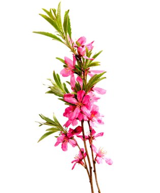 Beyaz arka plan üzerinde izole pembe şeftali çiçek