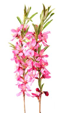 Beyaz arka plan üzerinde izole pembe şeftali çiçek