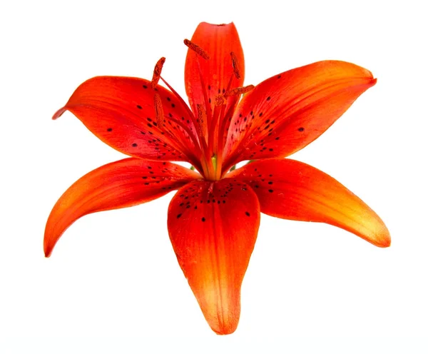 Arka Plan Üzerinde Izole Güzel Papatya Çiçekler — Stok fotoğraf