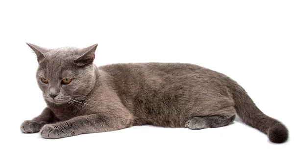 Graue Katze Isoliert Auf Weißem Hintergrund — Stockfoto