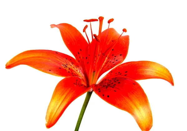 Krásné Daisy Květiny Izolované Pozadí — Stock fotografie