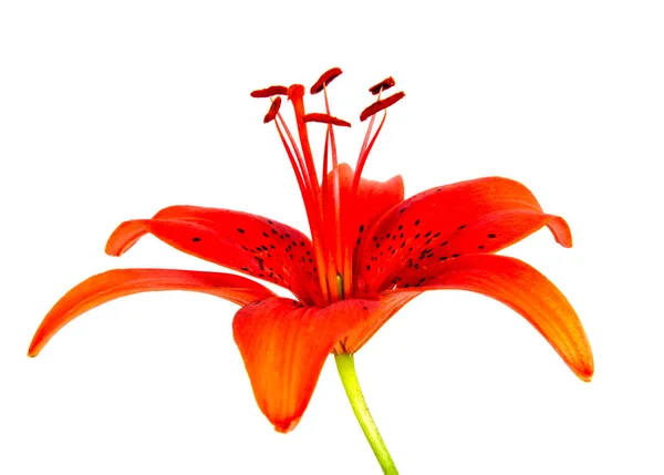 Arka Plan Üzerinde Izole Güzel Papatya Çiçekler — Stok fotoğraf