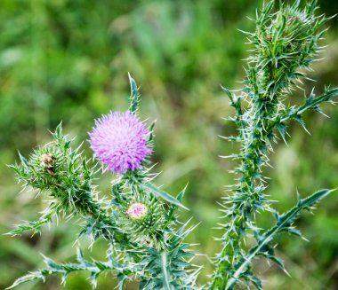 ot kabarık parlak pembe diken keskin iğne ile.