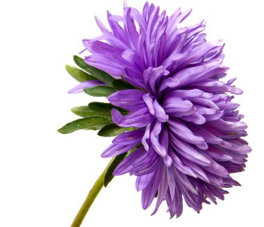 Beyaz arka plan üzerinde izole renkli aster çiçekler