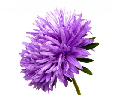 Beyaz arka plan üzerinde izole renkli aster çiçekler