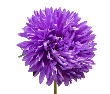 Beyaz arka plan üzerinde izole renkli aster çiçekler