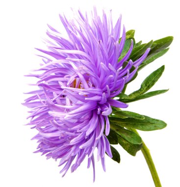 Beyaz arka plan üzerinde izole renkli aster çiçekler