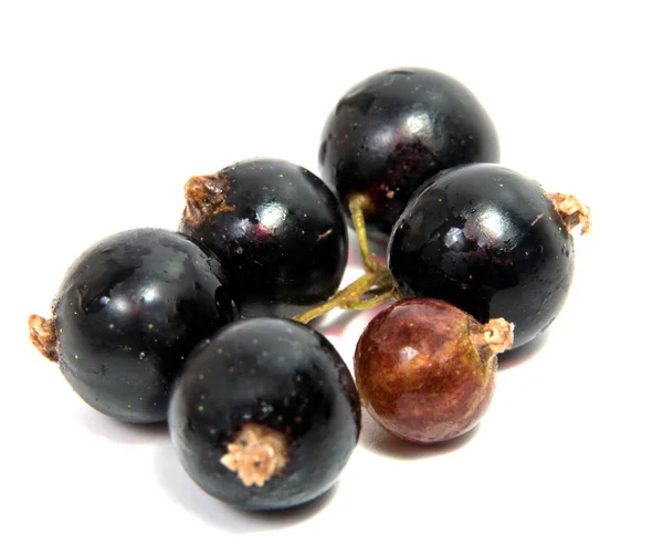 Black Currant Berries Bouquet Fruits Cassis Avec Feuille Isolée Sur — Photo