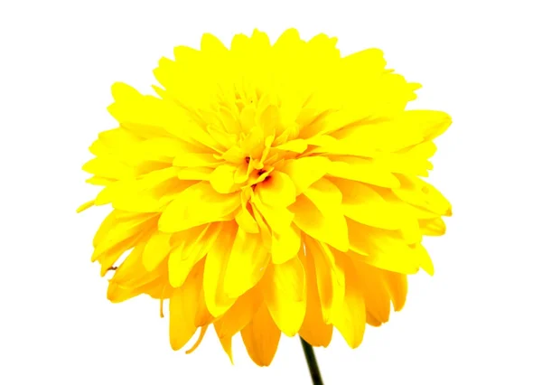 Chryzantéma květ na dlouhou stopku na bílém pozadí . — Stock fotografie