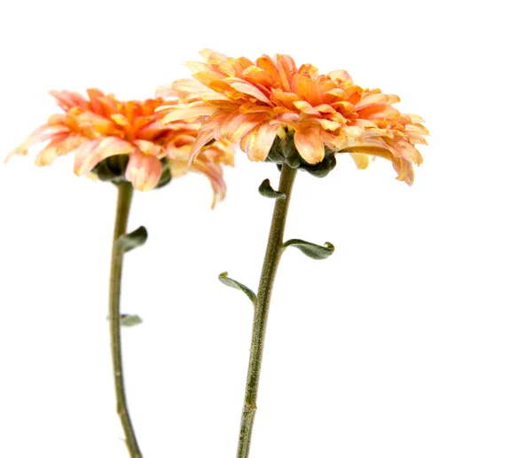 Flor de crisantemo sobre un tallo largo sobre un fondo blanco  . — Foto de Stock