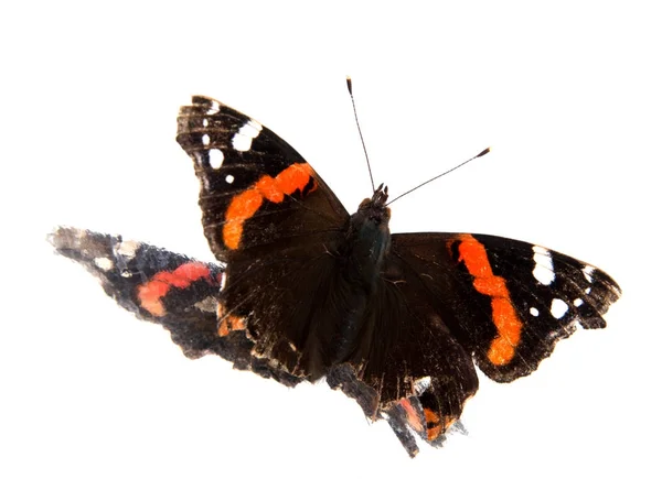 Бабочка Монарх Белом Фоне — стоковое фото