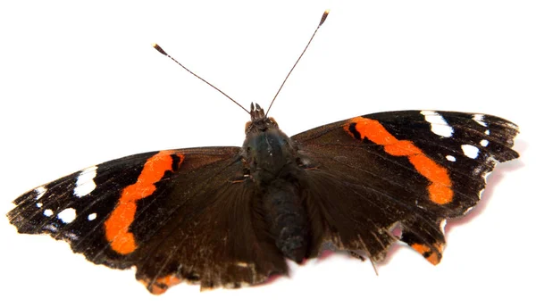 Papillon Monarque Isolé Sur Fond Blanc — Photo