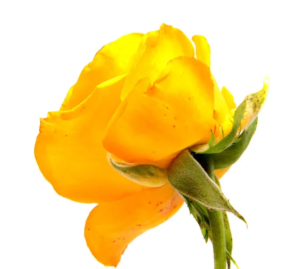 Róża Głowa Kwiat Białym Tle Białe Tło Wyłącznik — Zdjęcie stockowe