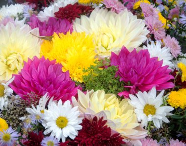 Çok renkli bahar çiçekleri, portre. Renkli çiçek veya çiçek buketi çeşitli çiçeklerle demet..