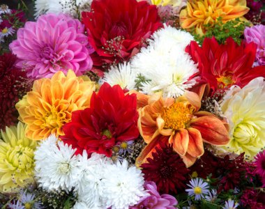 Çok renkli bahar çiçekleri, portre. Renkli çiçek veya çiçek buketi çeşitli çiçeklerle demet..