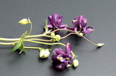 Arka plan üzerinde izole güzel papatya çiçekler 