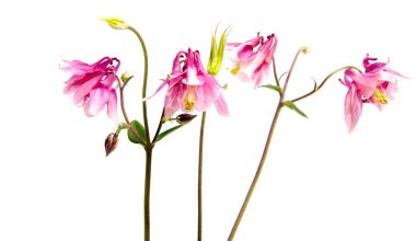 Arka plan üzerinde izole güzel papatya çiçekler 