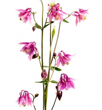 Arka plan üzerinde izole güzel papatya çiçekler 