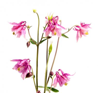 Arka plan üzerinde izole güzel papatya çiçekler 