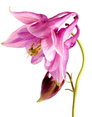 Arka plan üzerinde izole güzel papatya çiçekler 