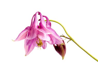 Arka plan üzerinde izole güzel papatya çiçekler 