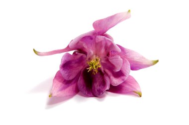 Arka plan üzerinde izole güzel papatya çiçekler 