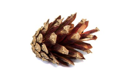 Çam yumru tam üzerinde beyaz bir arka plan fotoğrafı.