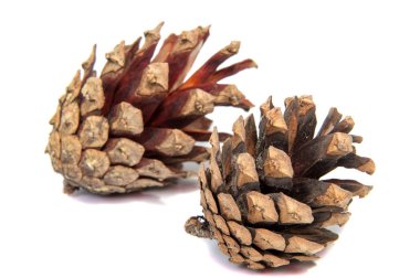 Çam yumru tam üzerinde beyaz bir arka plan fotoğrafı.