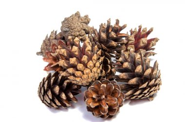 Çam yumru tam üzerinde beyaz bir arka plan fotoğrafı.