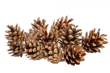 Çam yumru tam üzerinde beyaz bir arka plan fotoğrafı.