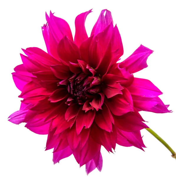 Arka plan üzerinde izole güzel papatya çiçekler .