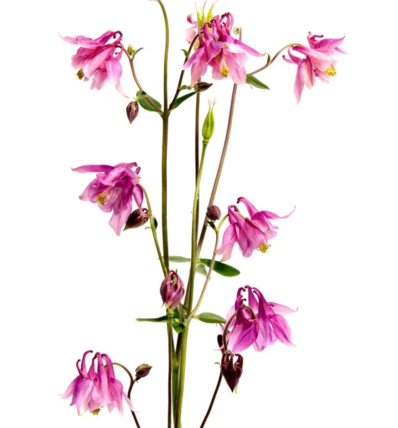 Arka plan üzerinde izole güzel papatya çiçekler 