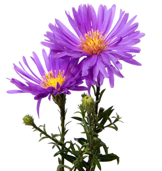 красочные цветы на белом фоне
