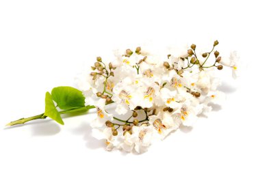 Arka plan üzerinde izole güzel papatya çiçekler 