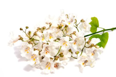 Arka plan üzerinde izole güzel papatya çiçekler 