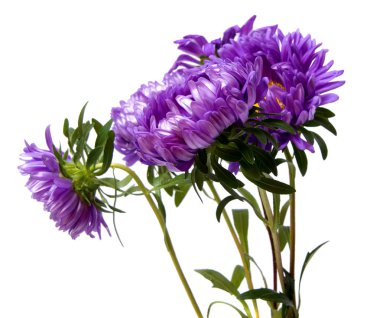 Beyaz arka plan üzerinde izole renkli aster çiçekler