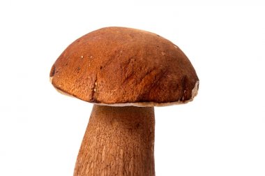 Bir kalın mantar bacak ve beyaz arka plan gıda arka plan üzerinde ıslak kap taze orman mantar çörek