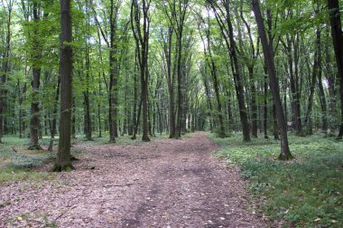 Parlak yeşil orman doğal geçit güneşli gün ışığında. Gün ışığı orman ağaçları. Canlı yeşil orman sayesinde güneş. Güneş ışığı ile huzurlu Orman ağaçları. Hafif ormanında. Yaz orman. Yeşil orman doğa