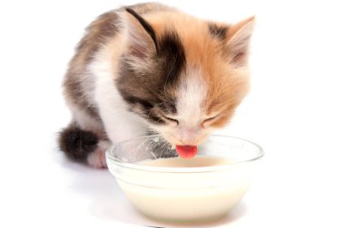 Bir kedi beyaz arka plan üzerinde izole