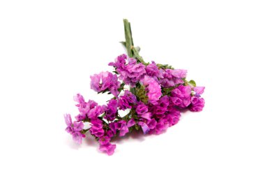 Beyaz arka plan üzerinde izole güzel papatya çiçekler 