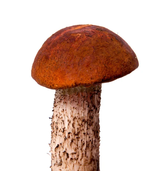 Bir kalın mantar bacak ve beyaz arka plan gıda arka plan üzerinde ıslak kap taze orman mantar çörek