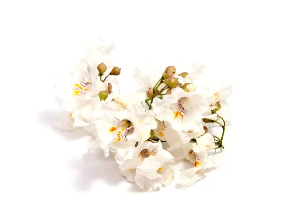 Belles Fleurs Marguerite Isolées Sur Fond — Photo