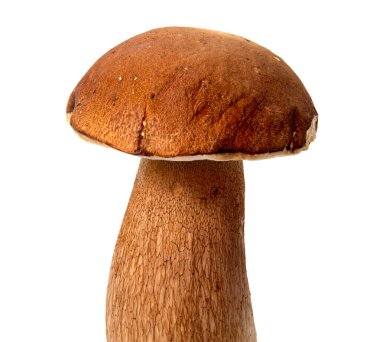 Bir kalın mantar bacak ve beyaz arka plan gıda arka plan üzerinde ıslak kap taze orman mantar çörek