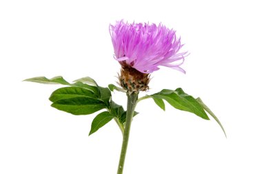 Beyaz arka plan kesme izole güzel papatya çiçekler