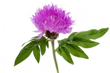 Beyaz arka plan kesme izole güzel papatya çiçekler