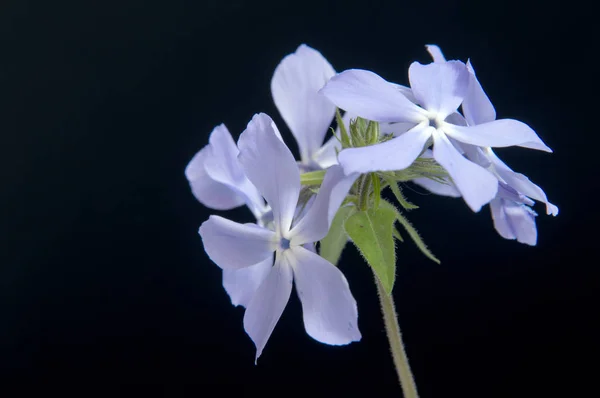 Beautiful Daisy Flowers Isolated Black Background — Stock Photo, Image